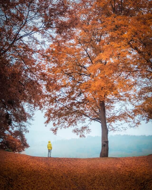 Compassimo-A man in an autumn scene-Iran