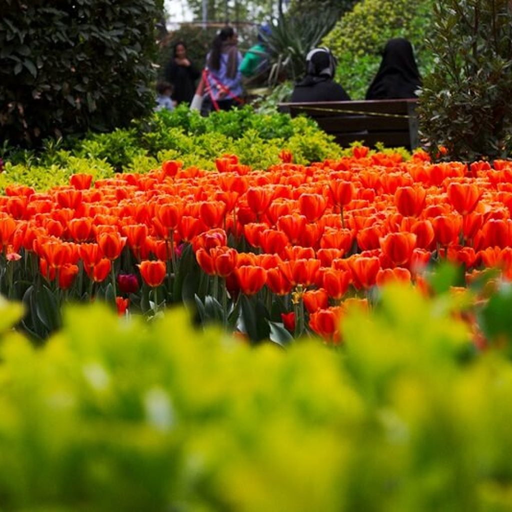 Compassimo-Tulip Festival in Spring-Tehran